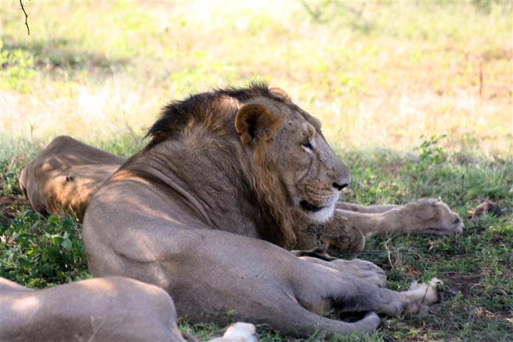 lion park india